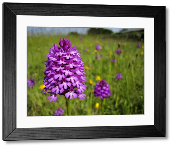 Framed Print : Pyramidal Orchid - growing on chalk downland - North Wessex Downs - Berkshire - England Framed Print : Pyramidal Orchid - growing on chalk downland - North Wessex Downs - Berkshire - England
