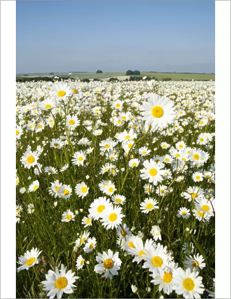 Ox-Eye Daisies - every one of this huge mass of flowers has turned to face the sun - Chalk downlands - North Wessex Downs at West Kennet near Marlborough - Wiltshire - UK