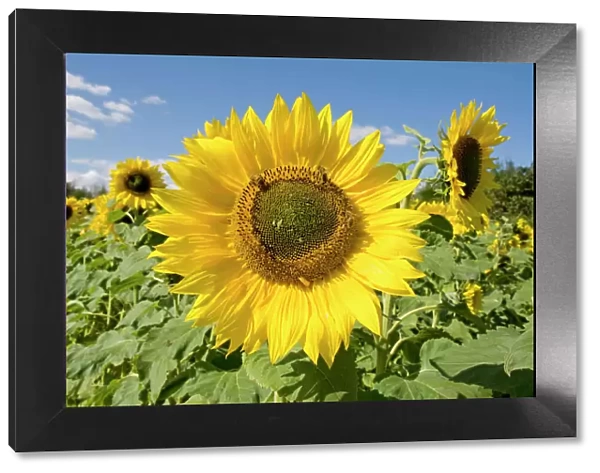 Field of Sunflowers. UK