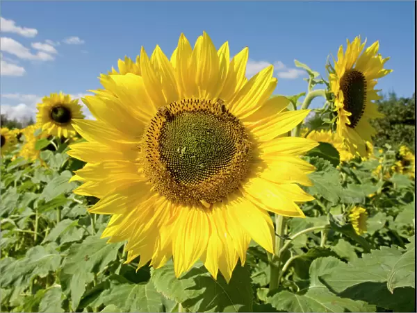Field of Sunflowers. UK