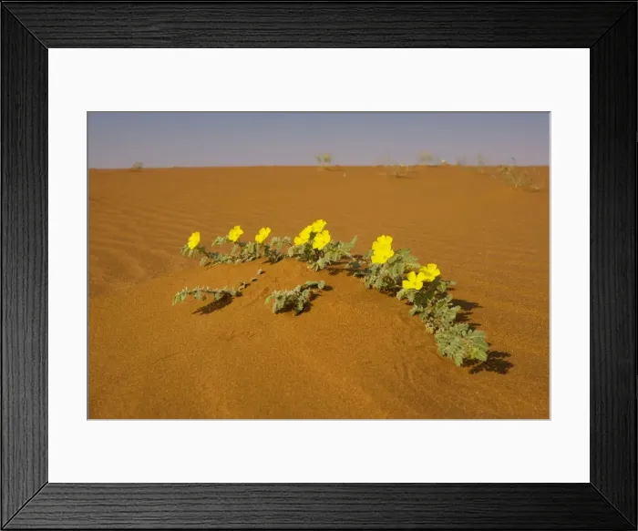 Framed Print : Tribulus zeyheri in the Namib-Naukluft National Park, Namibia Framed Print : Tribulus zeyheri in the Namib-Naukluft National Park, Namibia