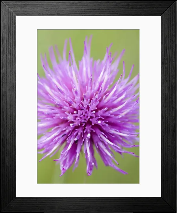 Framed Print : Meadow Thistle Flower Norfolk UK Framed Print : Meadow Thistle Flower Norfolk UK