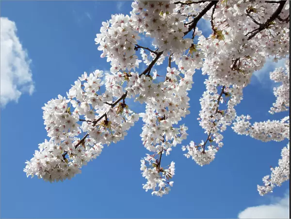 Japanese cherry trees in full spring blossom - Cheltenham UK