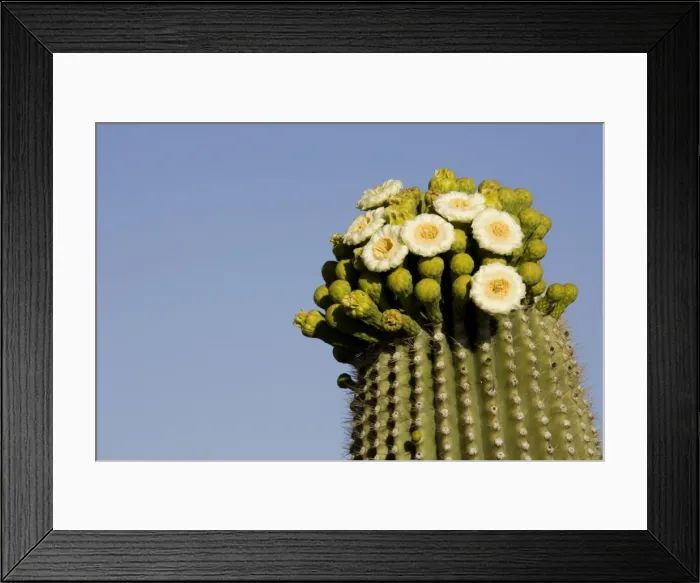 Framed Print : Giant Saguaro - With buds and flowers, photographed in late April at the beginning of the saguaro blossom. The saguaro is the symbol of the American Southwest and indicator of the Sonoran Desert Framed Print : Giant Saguaro - With buds and flowers, photographed in late April at the beginning of the saguaro blossom. The saguaro is the symbol of the American Southwest and indicator of the Sonoran Desert