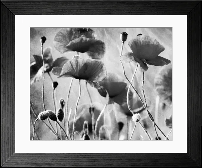 Framed Print : Wild Poppies Digital Manipulation: turned B&W & aged Framed Print : Wild Poppies Digital Manipulation: turned B&W & aged