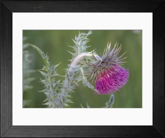 Framed Print : Musk / Nodding Thistle Framed Print : Musk / Nodding Thistle