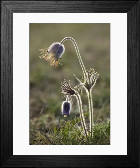 Framed Print : Small Pasque flower (Pulsatilla pratensis), evening light. Sweden Framed Print : Small Pasque flower (Pulsatilla pratensis), evening light. Sweden