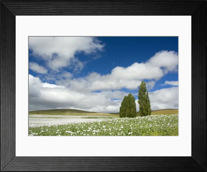 Framed Print : Opium poppy - a field of blooming opium poppies stretches as far as the eye can see. Beautiful blue sky, fluffy white clouds and a few trees complement the picture of a blooming landscape - Tasmania, Australia Framed Print : Opium poppy - a field of blooming opium poppies stretches as far as the eye can see. Beautiful blue sky, fluffy white clouds and a few trees complement the picture of a blooming landscape - Tasmania, Australia
