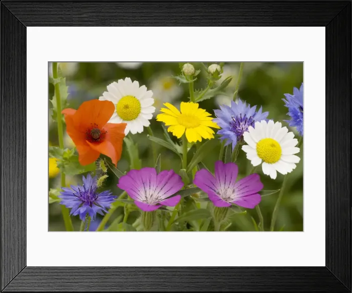 Framed Print : Mass of cornfield weeds: Corn cockle, corn marigolds, cornflower, corn chamomile etc. Dorset Framed Print : Mass of cornfield weeds: Corn cockle, corn marigolds, cornflower, corn chamomile etc. Dorset