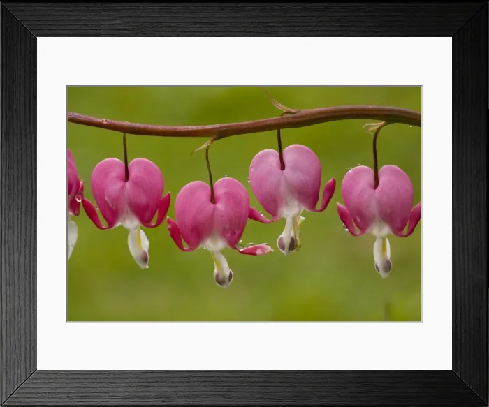 Framed Print : Fumariaceae Framed Print : Fumariaceae