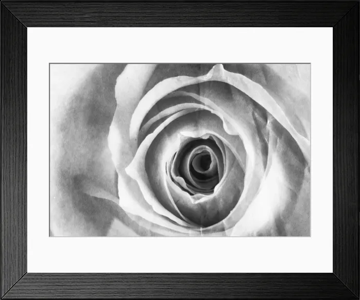 Framed Print : Rose Flower - close up Digital Manipulation: turned B&W, aged Framed Print : Rose Flower - close up Digital Manipulation: turned B&W, aged