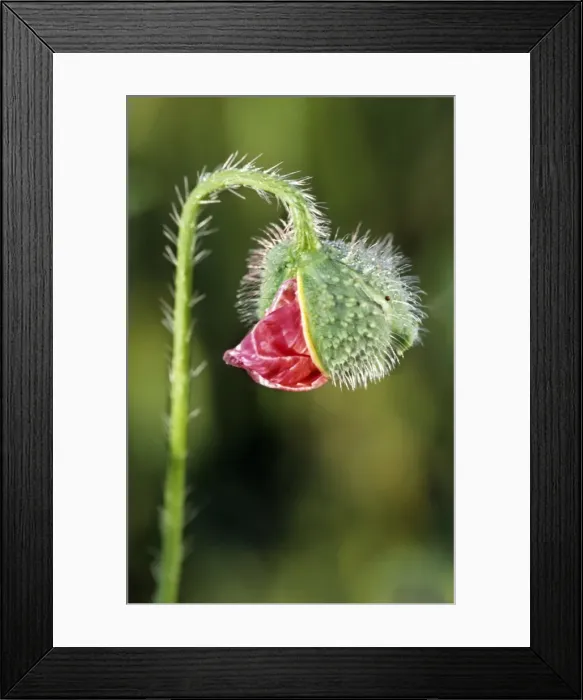 Framed Print : Common Poppy