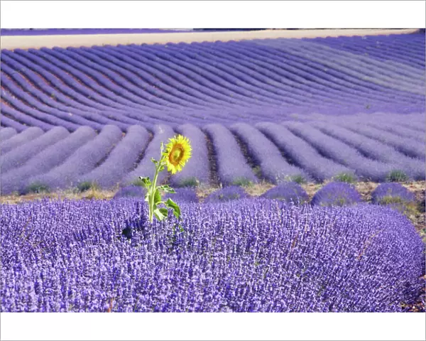 Lavandin - Lavender - with single Sunflower. Lavender properties: anti-infective, spasmolytic, analgesic, local anesthetic, diuretics, worming, calming, anti-depressive, healing. Sault, Vaucluse, France