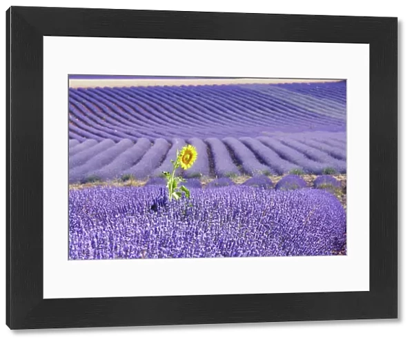 Lavandin - Lavender - with single Sunflower. Lavender properties: anti-infective, spasmolytic, analgesic, local anesthetic, diuretics, worming, calming, anti-depressive, healing. Sault, Vaucluse, France