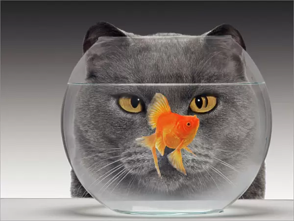 Cat - looks at Goldfish in bowl