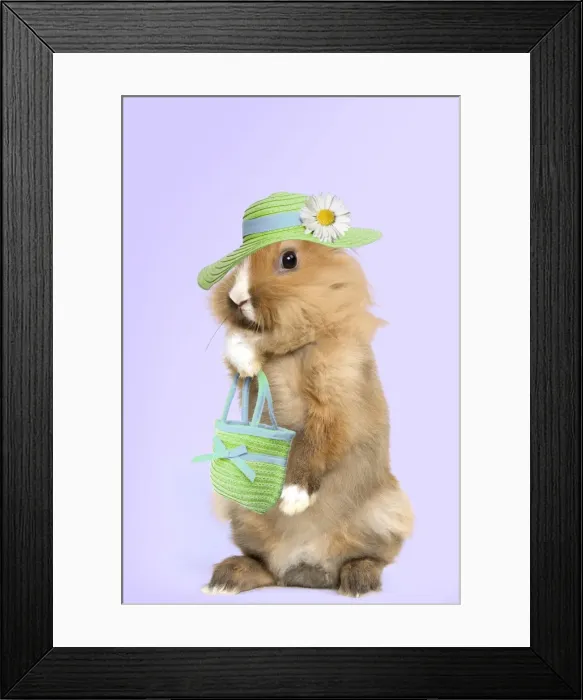 Framed Print : Lion-headed Dwarf Rabbit - on hind legs Digital Manipulation: bag, hat & flower all SG. Background white to purple Framed Print : Lion-headed Dwarf Rabbit - on hind legs Digital Manipulation: bag, hat & flower all SG. Background white to purple