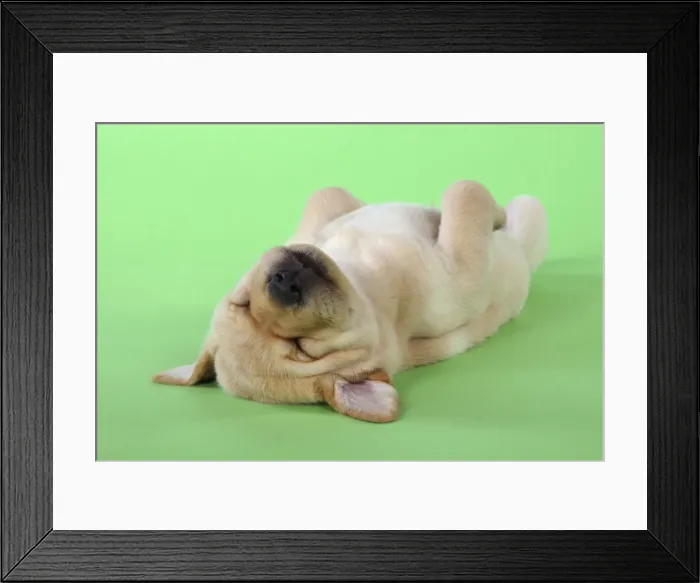 Framed Print : DOG. Yellow labrador puppy laying on back Framed Print : DOG. Yellow labrador puppy laying on back