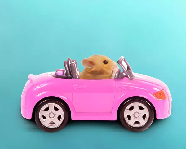 Hamster driving miniature sports convertible car Digital Manipulation: car colour red to pink, background