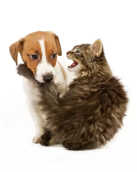Cat & Dog - Norwegian Forest Cat kitten miaowing at Jack Russell puppy which is biting its tail