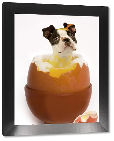 Dog - Boston Terrier - in boiled egg