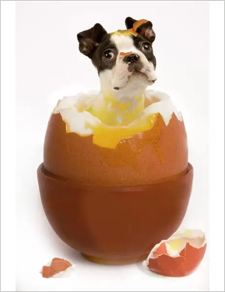 Dog - Boston Terrier - in boiled egg