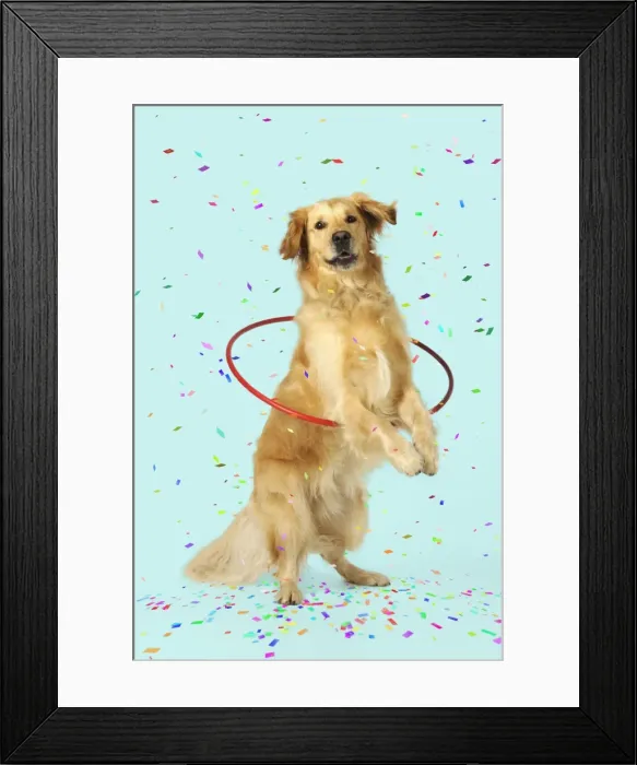 Framed Print : DOG. Golden retriever doing hoola hoop with falling confetti Digital Manipulation: confetti. Background white to turquoise Framed Print : DOG. Golden retriever doing hoola hoop with falling confetti Digital Manipulation: confetti. Background white to turquoise