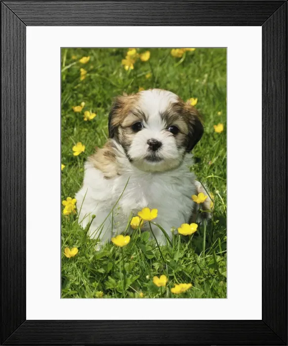 Framed Print : Dog. Teddy bear puppy in field Framed Print : Dog. Teddy bear puppy in field