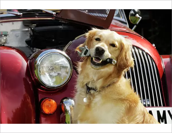 DOG. Golden retreiver holding spanner in front of car