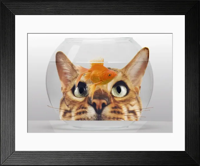 Framed Print : Cat - looks at Goldfish in bowl Framed Print : Cat - looks at Goldfish in bowl