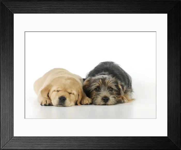 Framed Print : DOG. Yellow labrador puppy laying next to norfolk terrier puppy Framed Print : DOG. Yellow labrador puppy laying next to norfolk terrier puppy