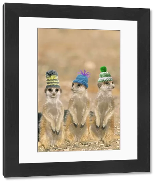 Suricate  /  Meerkat - wearing woolly hats. Digital Manipulation: Hats (Su)