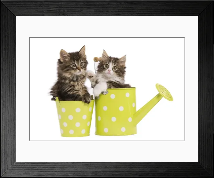 Framed Print : Norwegian Forest Cat / Norsk Skogkatt - two 8 week old kittens in green and white spotted watering can & pot Framed Print : Norwegian Forest Cat / Norsk Skogkatt - two 8 week old kittens in green and white spotted watering can & pot