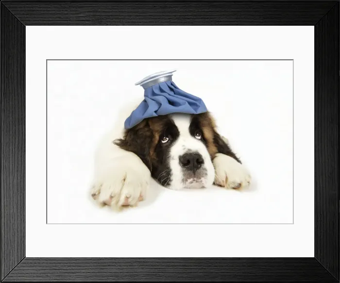 Framed Print : St Bernard Dog - 14 week old puppy with ice pack on his head Digital Manpulation: Ice pack (JD) Framed Print : St Bernard Dog - 14 week old puppy with ice pack on his head Digital Manpulation: Ice pack (JD)