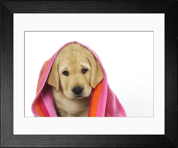 Framed Print : DOG. Labrador (8 week old pup) with towel Framed Print : DOG. Labrador (8 week old pup) with towel