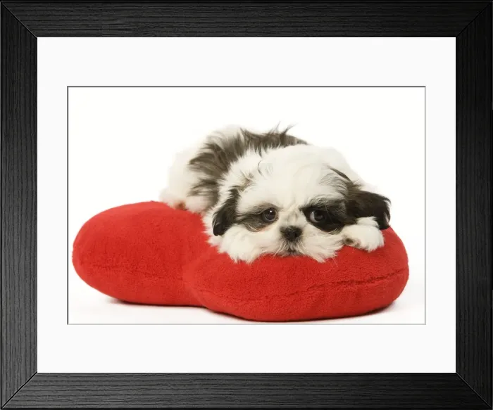 Framed Print : Dog - Shih Tzu puppy in studio on heart cushion Framed Print : Dog - Shih Tzu puppy in studio on heart cushion