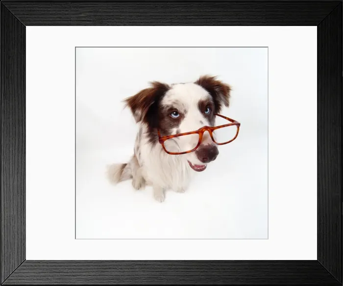 Framed Print : Dog - Border Collie - wearing glasses Framed Print : Dog - Border Collie - wearing glasses
