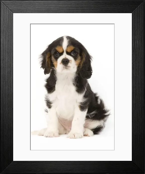 Framed Print : Dog - Cavalier King Charles Spaniel - puppy in studio Framed Print : Dog - Cavalier King Charles Spaniel - puppy in studio