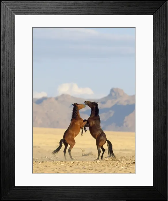 Framed Print : Namib Desert Horse - feral descendants of horses which probably were left behind by german troops in early 1900. Stallions, fighting Framed Print : Namib Desert Horse - feral descendants of horses which probably were left behind by german troops in early 1900. Stallions, fighting