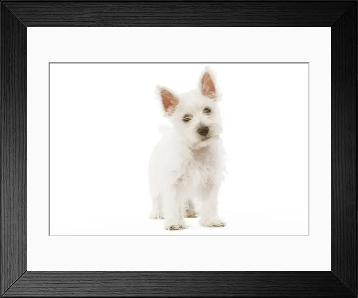 Framed Print : Dog - West Highland Terrier - puppy in studio Framed Print : Dog - West Highland Terrier - puppy in studio