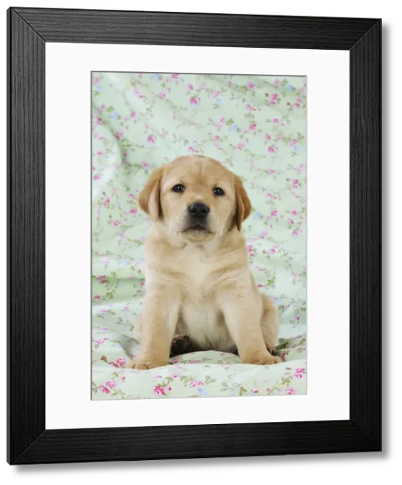 Framed Print : DOG. Yellow labrador puppy sitting on blanket Framed Print : DOG. Yellow labrador puppy sitting on blanket