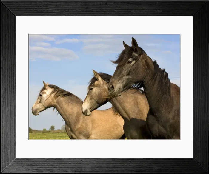 Framed Print : Horse - three outside Framed Print : Horse - three outside