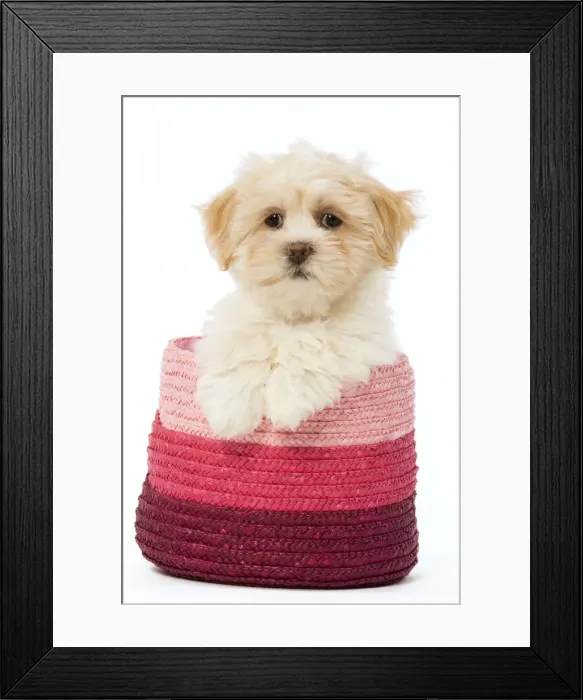 Framed Print : Dog - Lhasa Apso - puppy in pink raffia basket Framed Print : Dog - Lhasa Apso - puppy in pink raffia basket