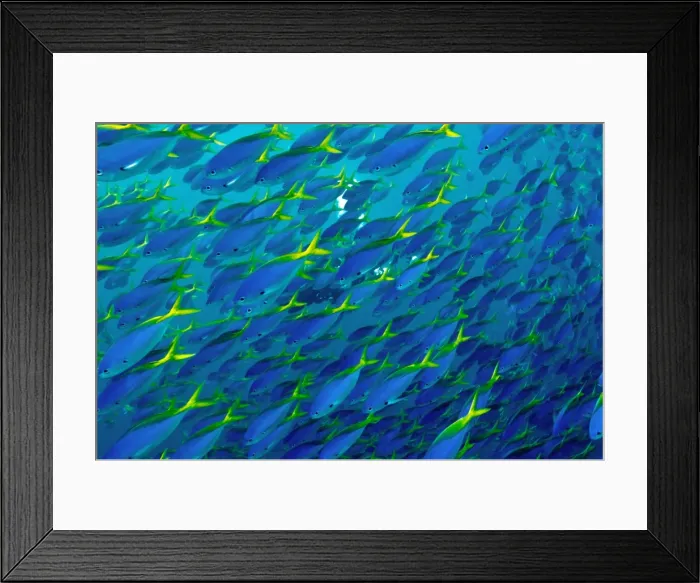 Framed Print : Blue and Yellow Snapper - seen in vast schools moving as one along the reef dropoffs - plankton feeding fish - Fiji Framed Print : Blue and Yellow Snapper - seen in vast schools moving as one along the reef dropoffs - plankton feeding fish - Fiji