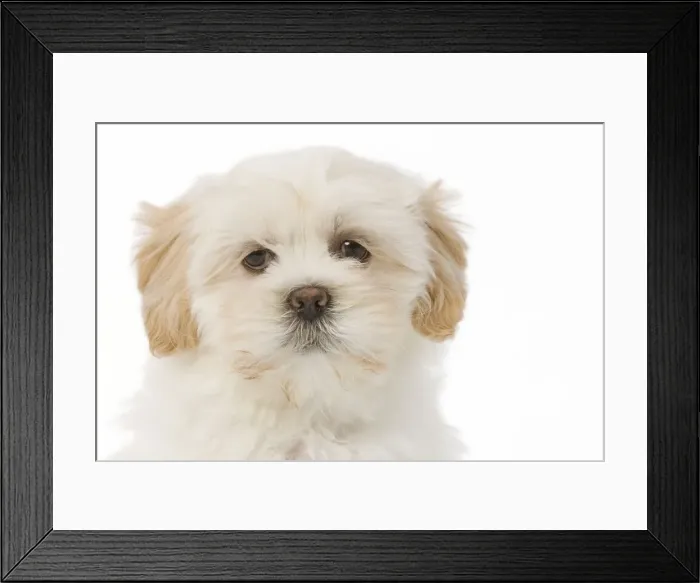 Framed Print : Dog - Lhasa Apso puppy in studio Framed Print : Dog - Lhasa Apso puppy in studio