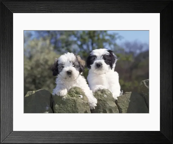 Framed Print : Polish Lowland Sheepdog - puppies Framed Print : Polish Lowland Sheepdog - puppies