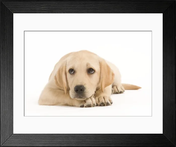 Framed Print : Dog - Labrador puppy lying in studio Framed Print : Dog - Labrador puppy lying in studio