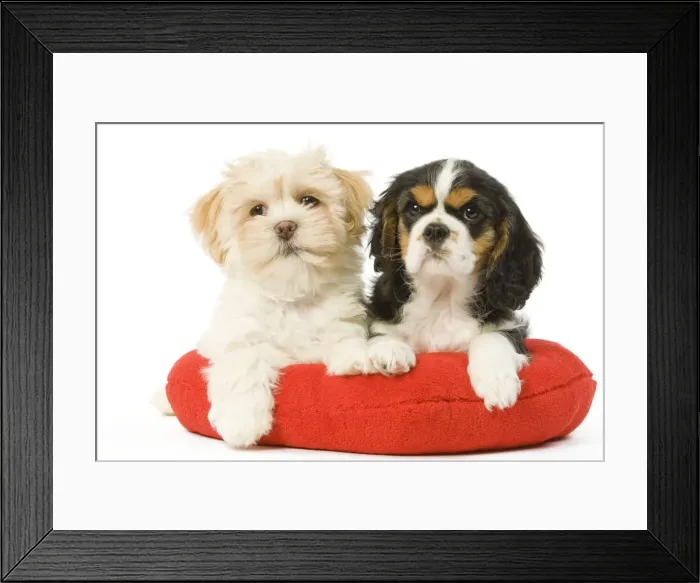 Framed Print : Dog - Lhasa Apso & Cavalier King Charles Spaniel - on heart cushion in studio Framed Print : Dog - Lhasa Apso & Cavalier King Charles Spaniel - on heart cushion in studio