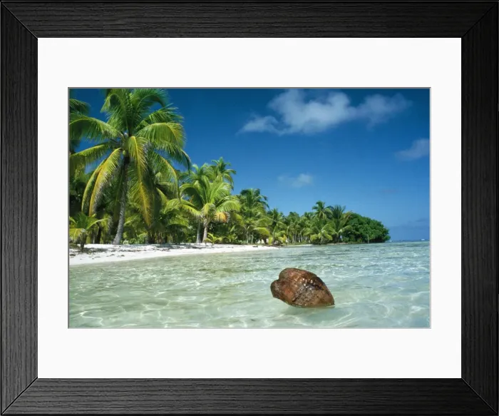 Framed Print : Coconut - floating ashore Framed Print : Coconut - floating ashore