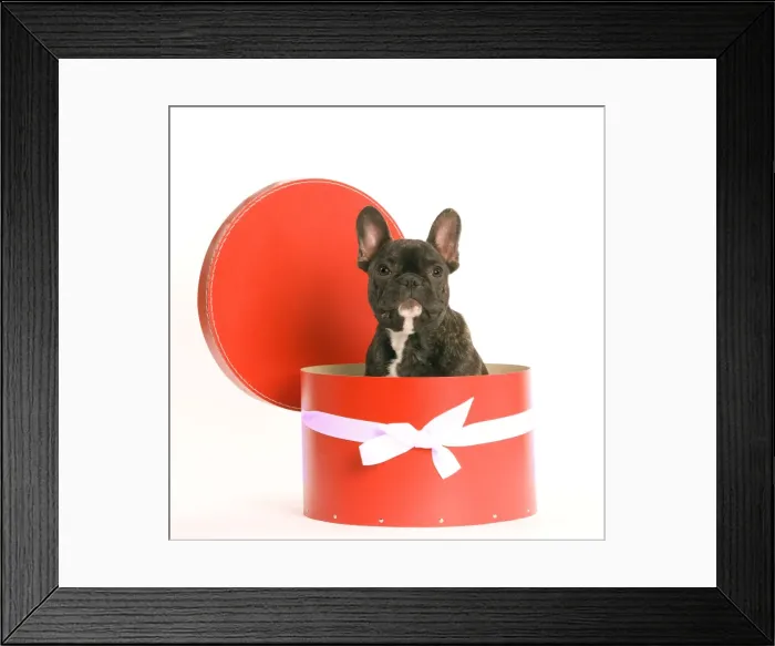 Framed Print : Dog - French Bulldog sitting in hat box Framed Print : Dog - French Bulldog sitting in hat box