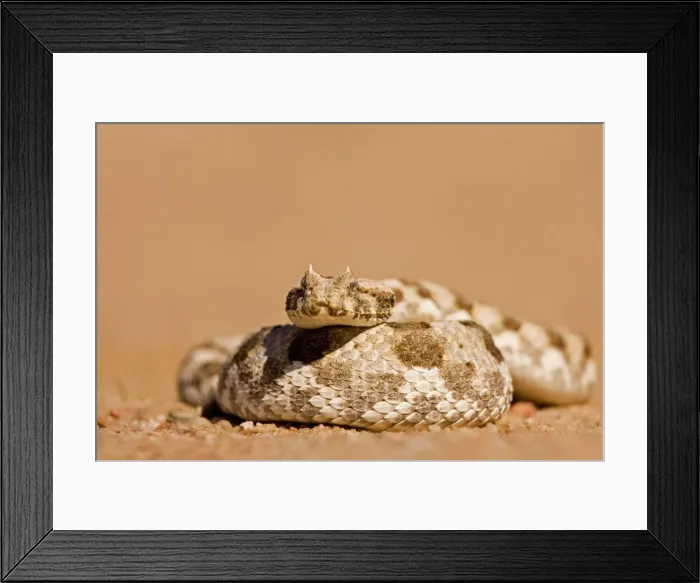 Framed Print : Horned Adder In a defensive coil Namib Desert, Namibia, Africa Framed Print : Horned Adder In a defensive coil Namib Desert, Namibia, Africa